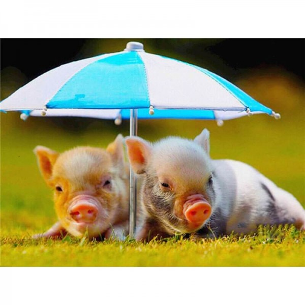 Cochons sous parasol
