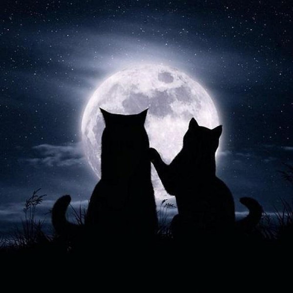 Chats au clair de lune