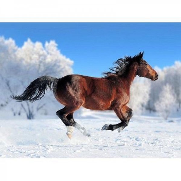 Cheval dans la neige