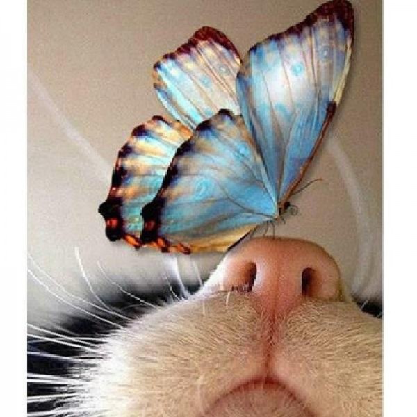 Papillon sur le nez du chat