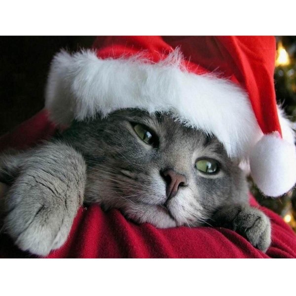 Chat de Noël