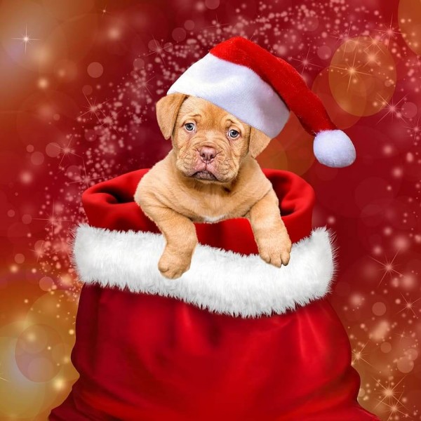 Chiot de Noël