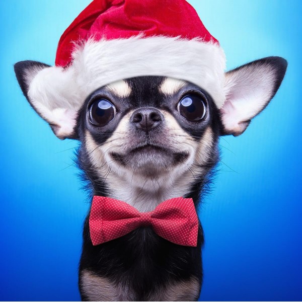 Chien de Noël