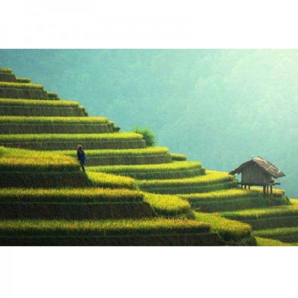 Champs de riz en Asie