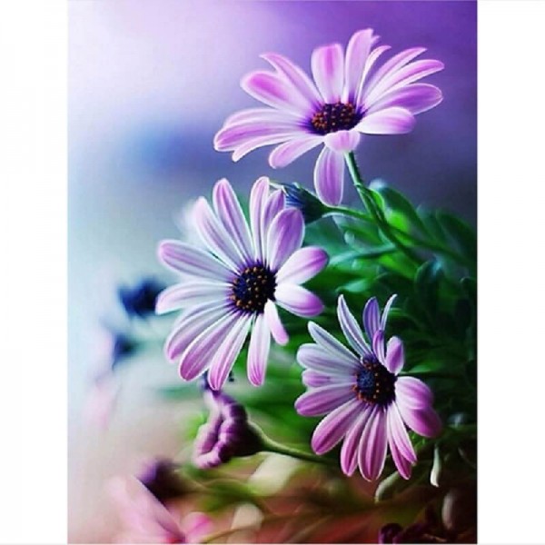 Marguerites violettes