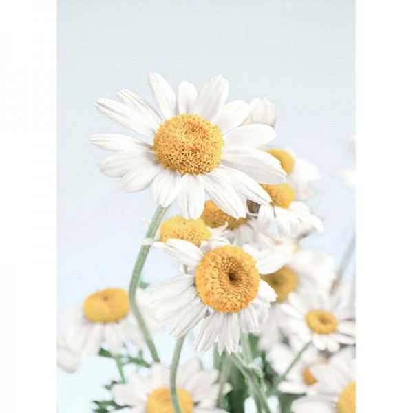 Marguerites