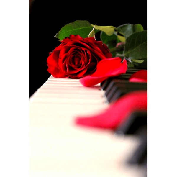 Piano roses