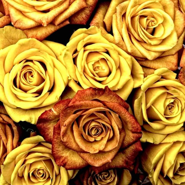 Roses jaunes