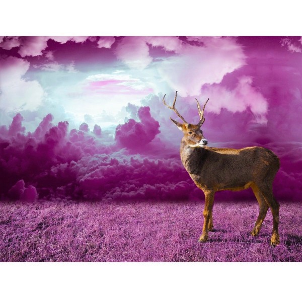 Cerf avec fond violet