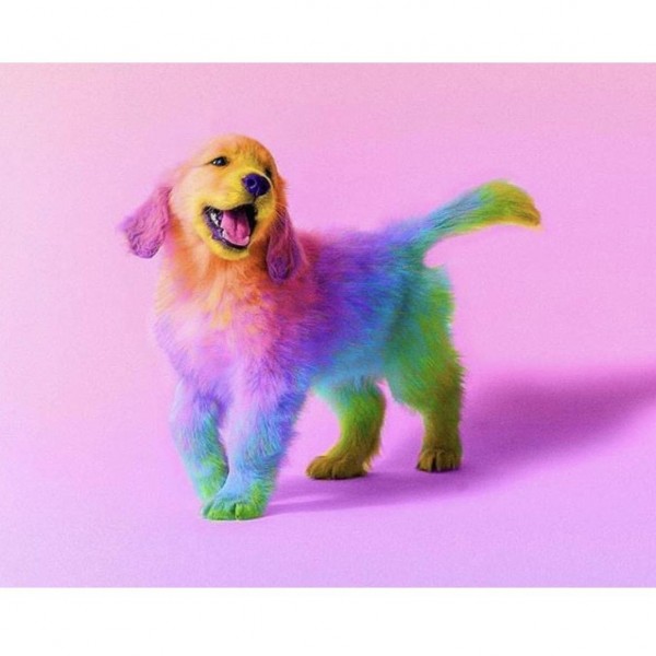 Labrador en arc-en-ciel