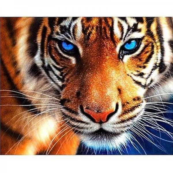 Tigre aux yeux bleus