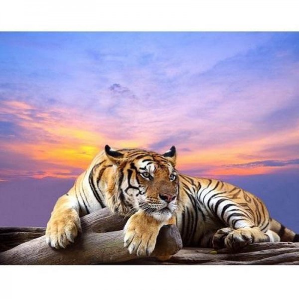 Tigre au coucher du soleil