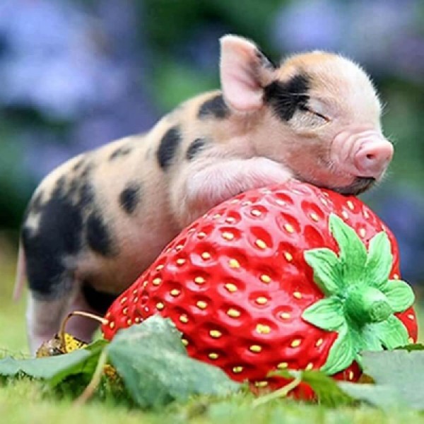 Cochon avec une fraise