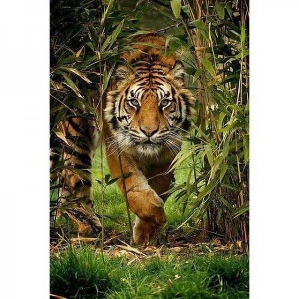 Tigre dans la jungle