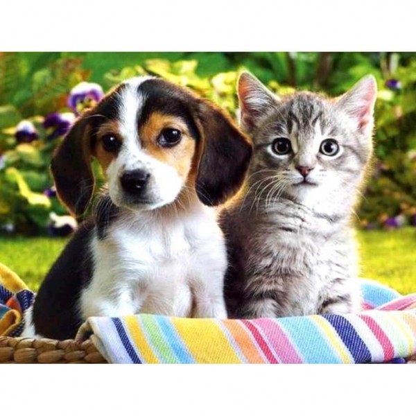Petit chien et chat