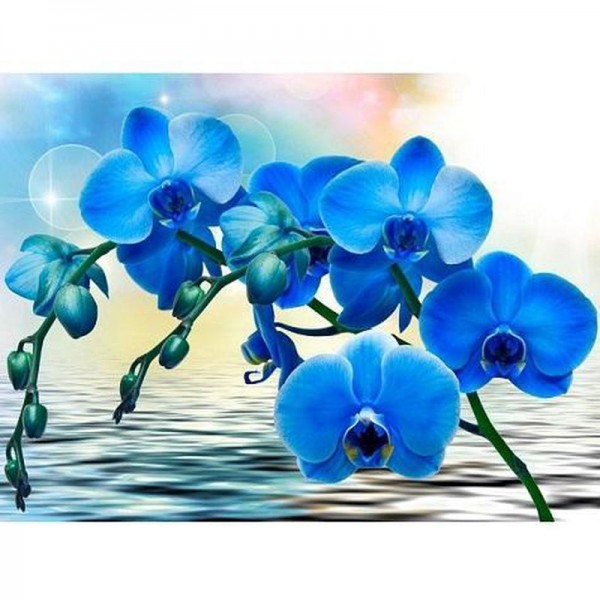 Orchidée bleue