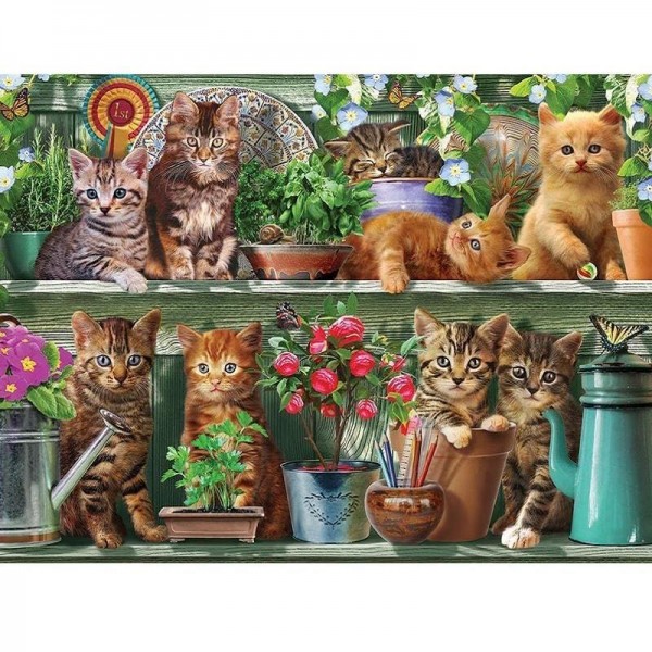 Chatons dans le placard